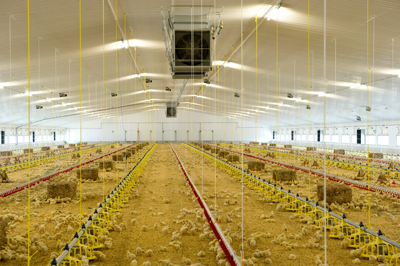 Biomass for poultry farms